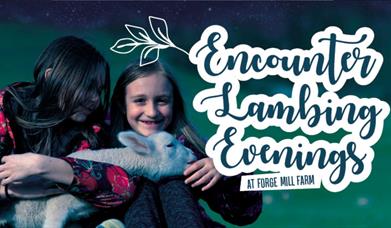 Encounter Lambing Evenings at Forge Mill Farm