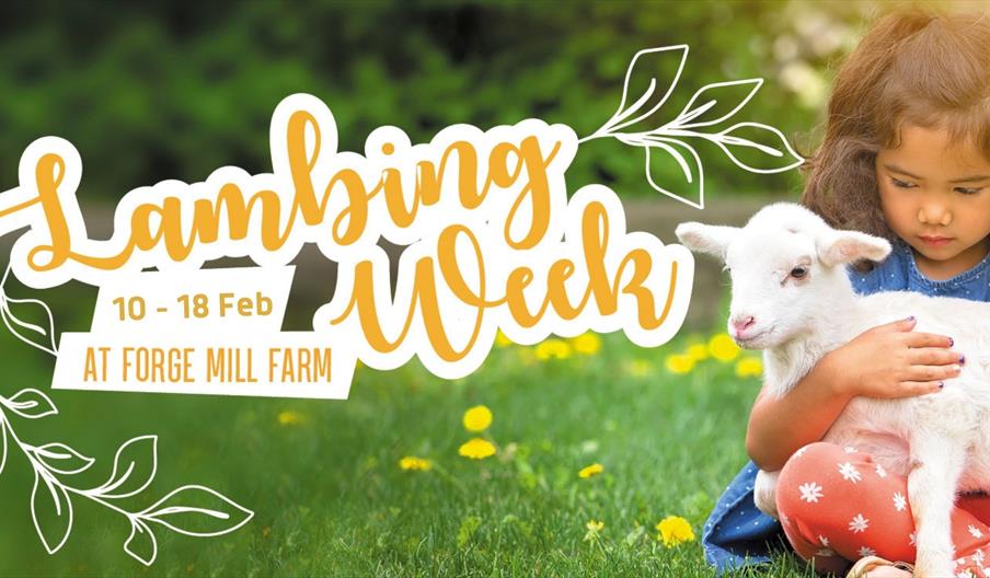 Lambing Week at Forge Mill Farm