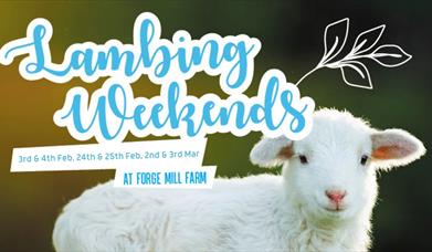 Lambing weekends at Forge Mill Farm