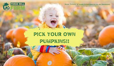 This Autumn,  get your wellies on and head down to Forge Mill Farm to pick your own perfect pumpkin. 
