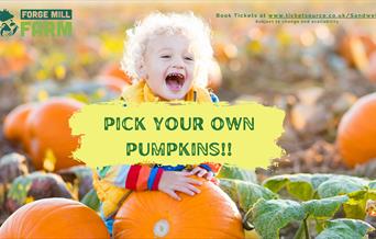 This Autumn,  get your wellies on and head down to Forge Mill Farm to pick your own perfect pumpkin. 