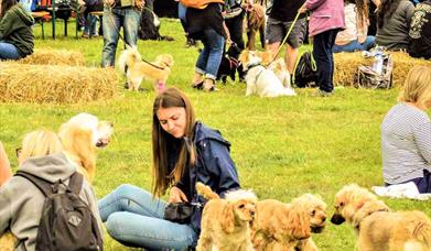 Doggy Fair picture