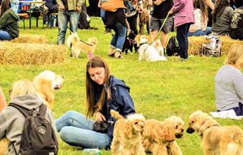 Doggy Fair picture