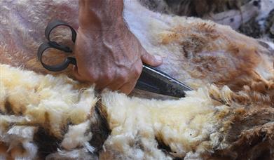British Food and Wool Week at Forge Mill Farm
