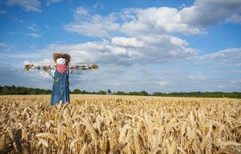 scarecrow Field