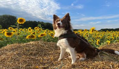 Dogs In Sunflower field