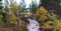 høstlandskap med en liten bekk på Blefjell