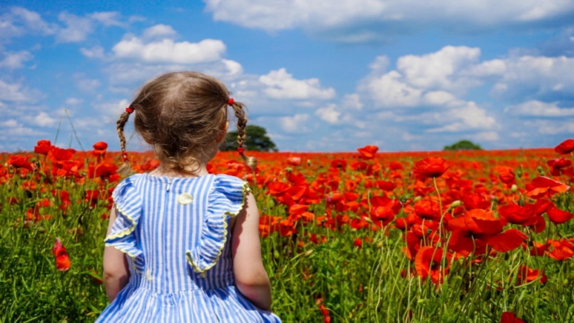 Child walking through the poppy fields in Telford