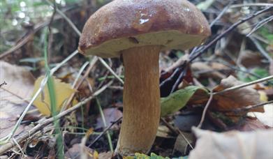 a mushroom surrounded by foliage