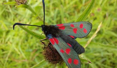 6 spot burnet moth