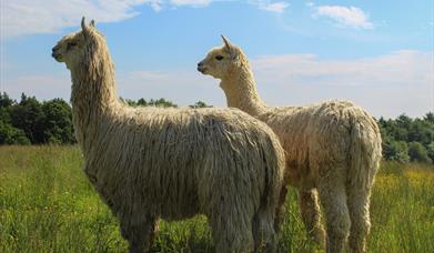 Two Suri Alpacas