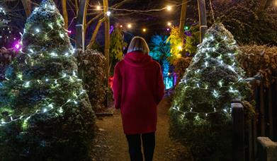 Festive Winter Gardens at Telford Town Park