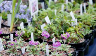 trays of potted plants ready to be taken home to your garden