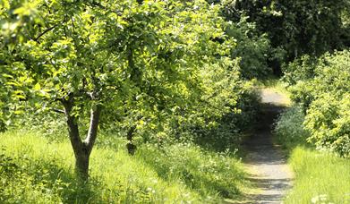 View of Woodside community orchard