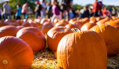 Pumpkins in Apley Farm Fields