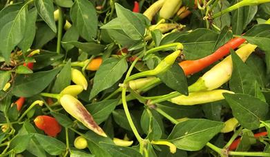chilies growing