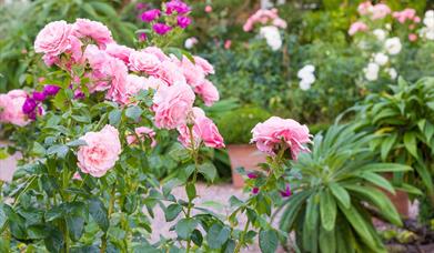roses in the garden at Goldstone