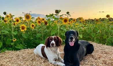 Little Wytheford Farm Sunflower Fields