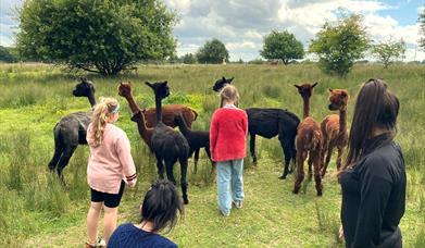 Alpaca Meet & Greet