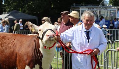 Cattle on show at Newport Show