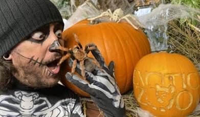 The director of Exotic Zoo holding a spider surrounded by pumpkins