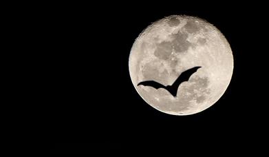 Flight by Night - Evening Bat Walk