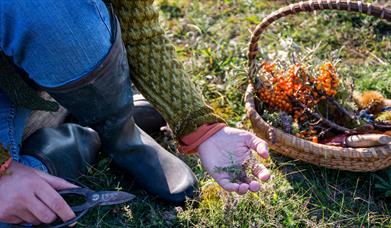 Beginner Foraging Walk