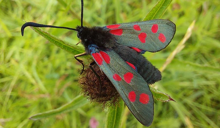 6 spot burnet moth