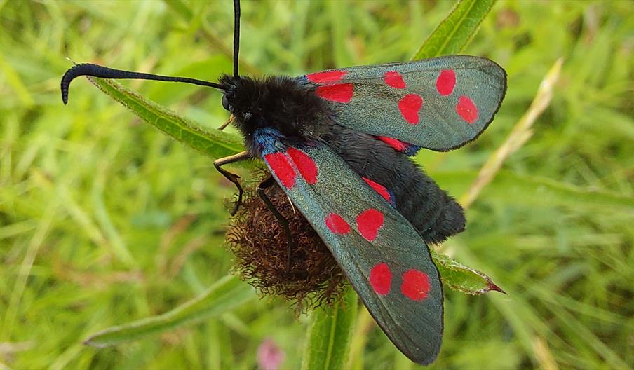 6 spot burnet moth