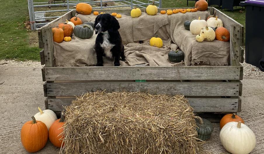 Wrekin Spirit Pumpkin Patch