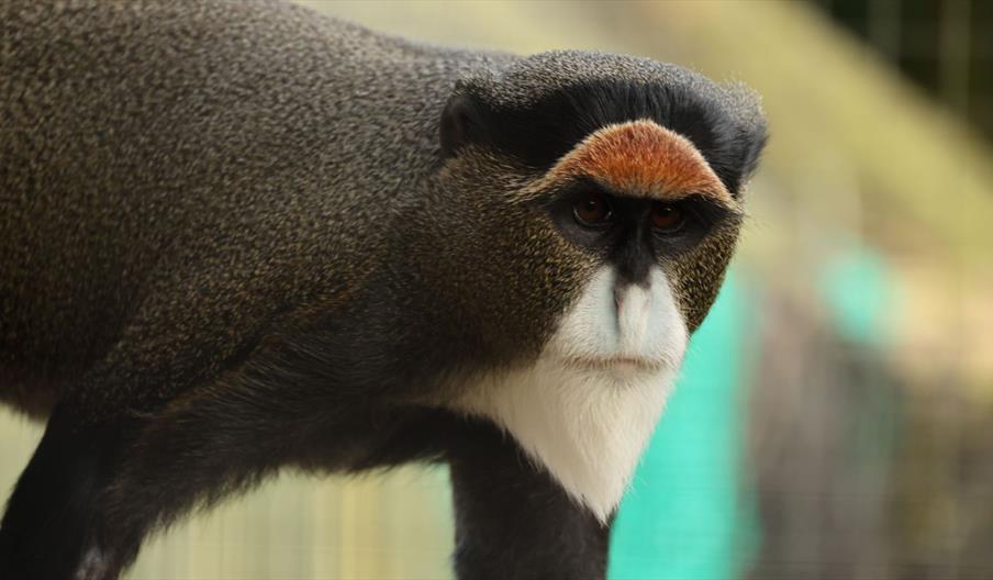 International Primate Day