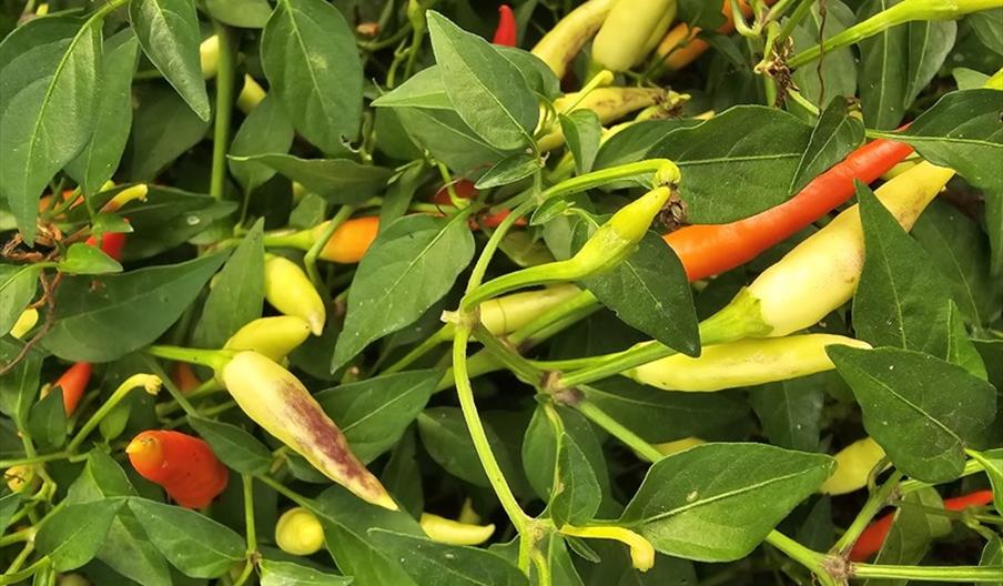 chilies growing