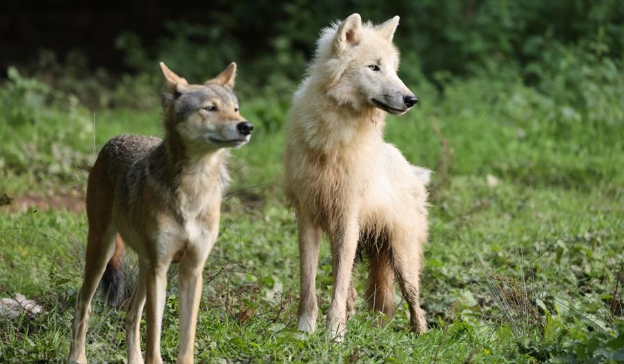 Wolf Awareness Weekend