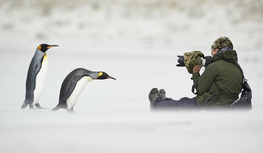 King Penguin encounter