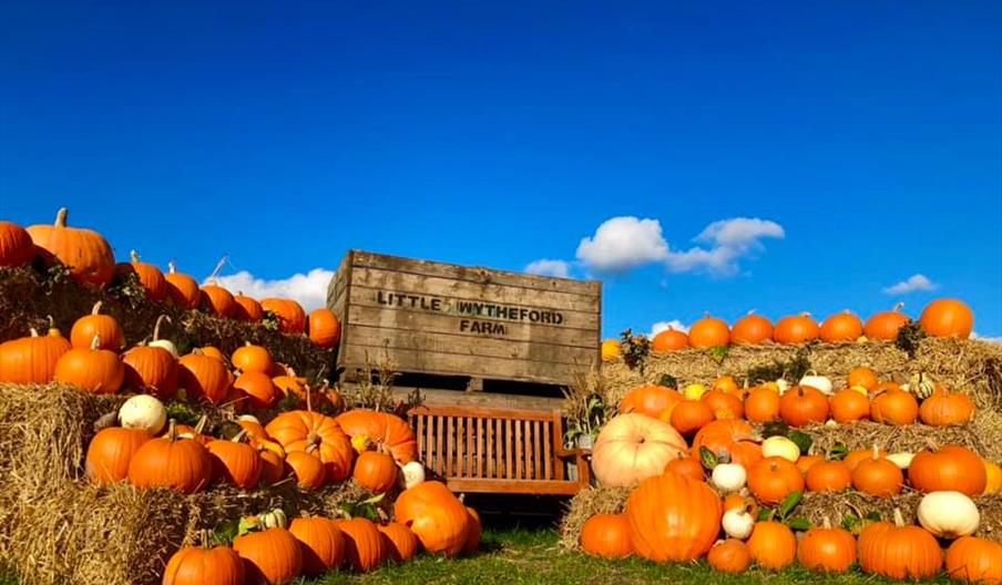 Pumpkin patch photo opportunity