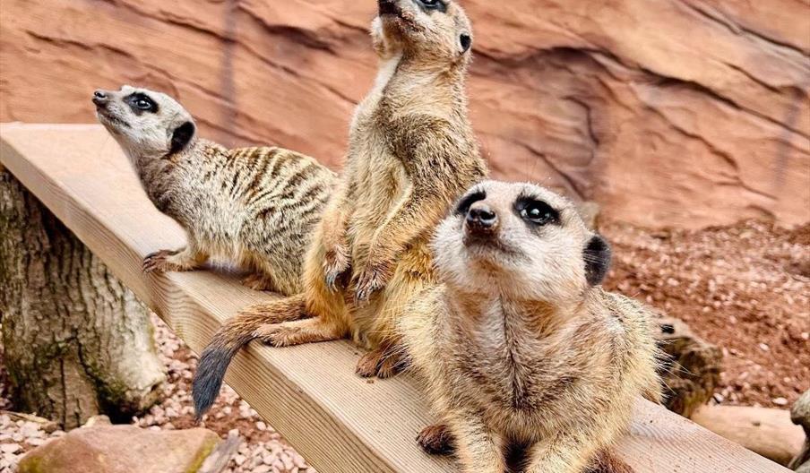 Meerkat Mayhem at Exotic Zoo