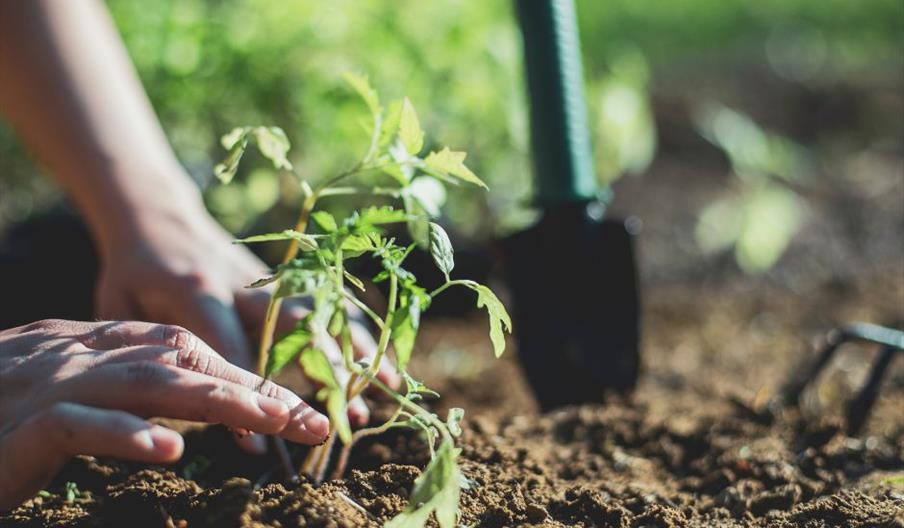 Person planting young plants