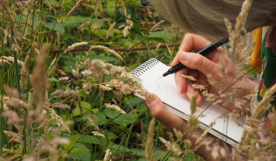 Sketching grasses outside