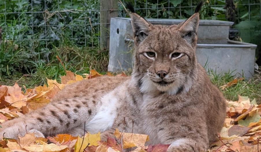 International Lynx Day