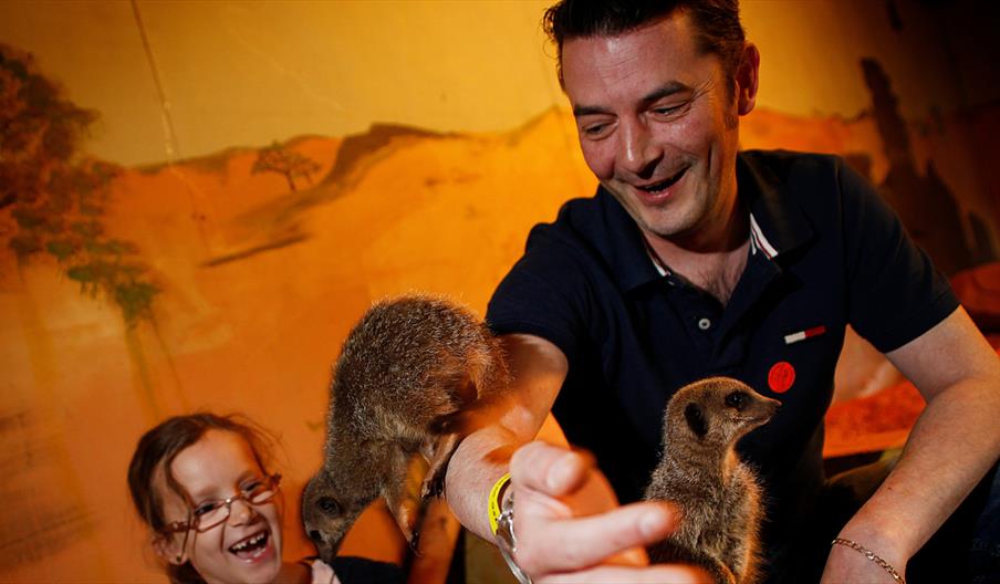 World Meerkat Weekend