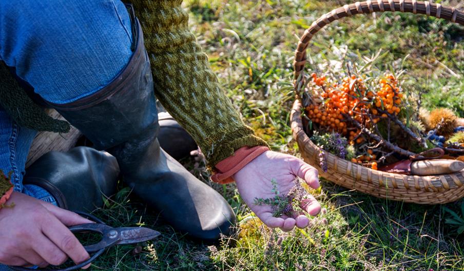 Beginner Foraging Walk