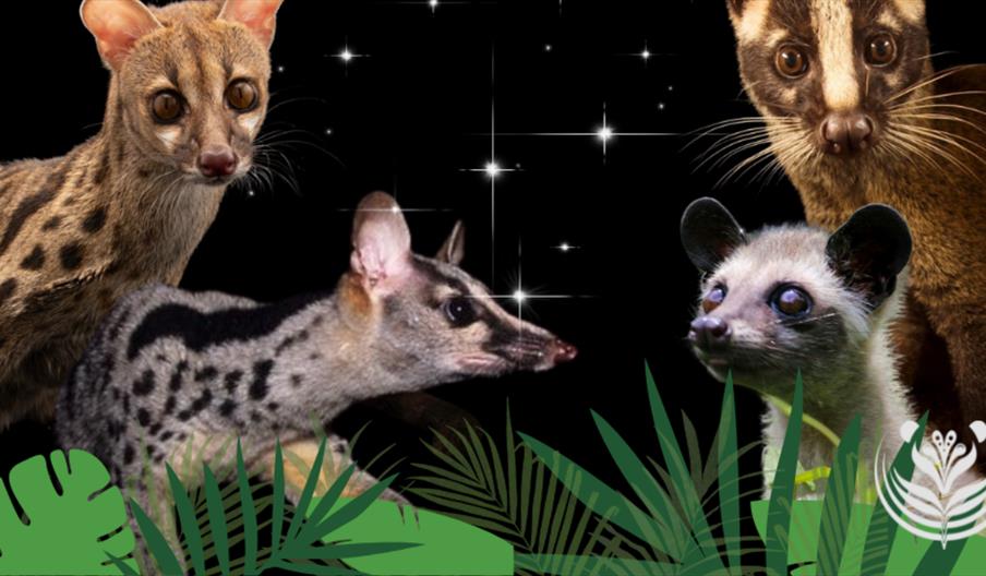 An image made of multiple image of animals for World Civet Day