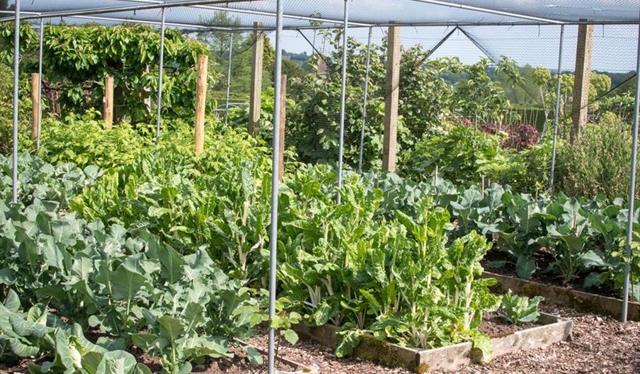 Vegetable garden
