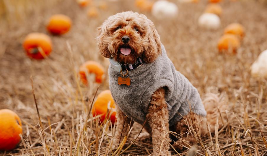 Wrekin Spirit Pumpkin Patch