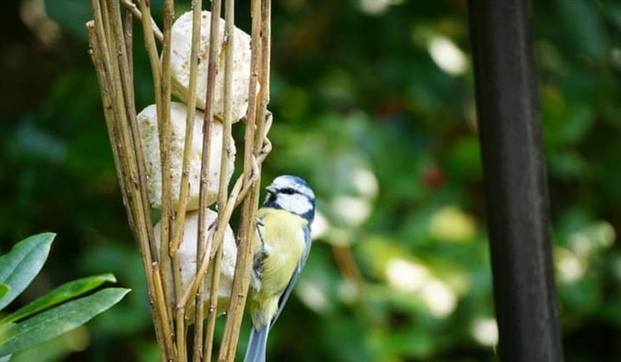 Vine Willow Wood Bird Feeder Workshop