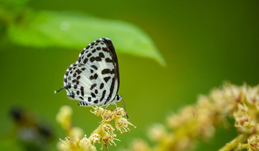 Butterfly Awareness Weekend