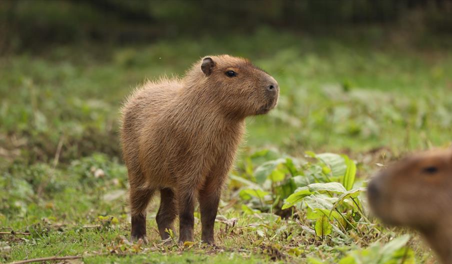 Cinnamon the capybara's birthday party