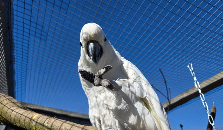 World Parrot Weekend