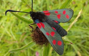 6 spot burnet moth