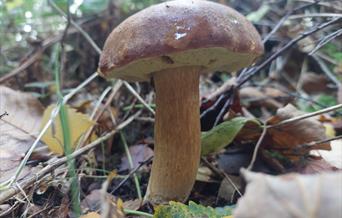 a mushroom surrounded by foliage